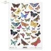 rice-paper-decoupage-insects-butterfly-butterflies-colors-R0230